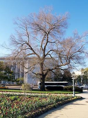 Library of Congress War Memorial Tree- Library History Buff Blog-Larry Nixon